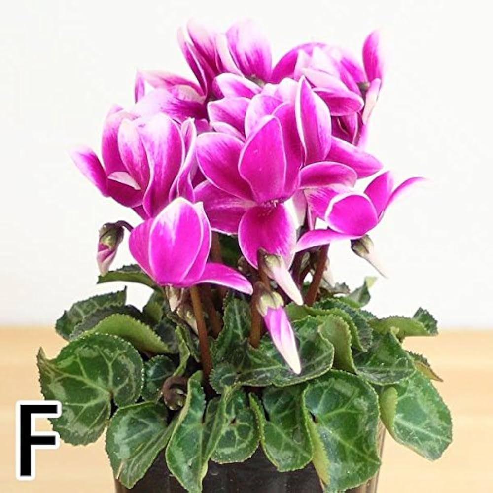 ＊桜＊　サンタクロース(大と小) とシクラメンの鉢植え3色セット b8f5c7b0321882d5291b3ef127cfd4